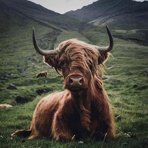 Meet your Posher, Brady